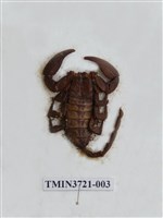 藏品(蠍子)的圖片